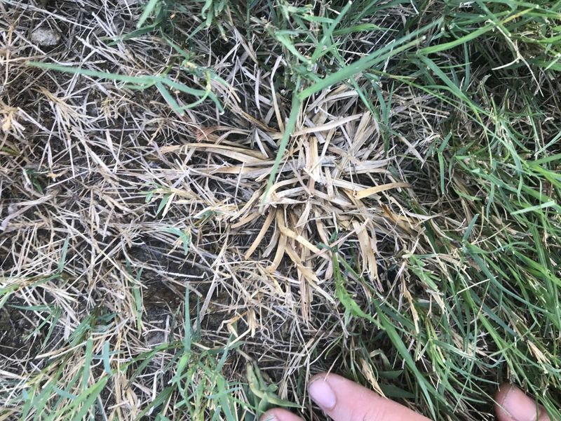 Fertilizer Or Herbicide Injury Can Mimic Disease