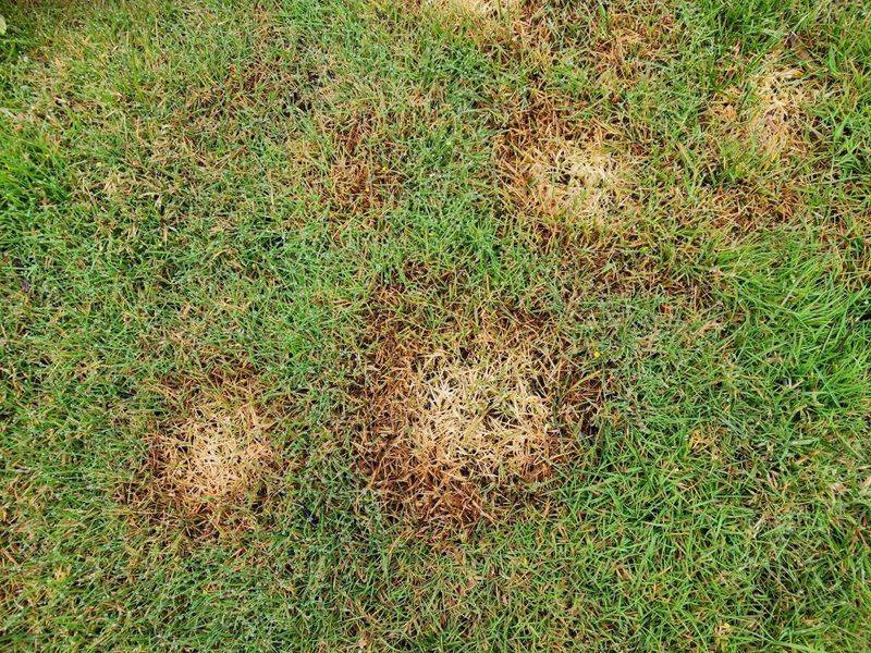Fertilizing A Drought-Stressed Lawn Can Add Unnecessary Stress