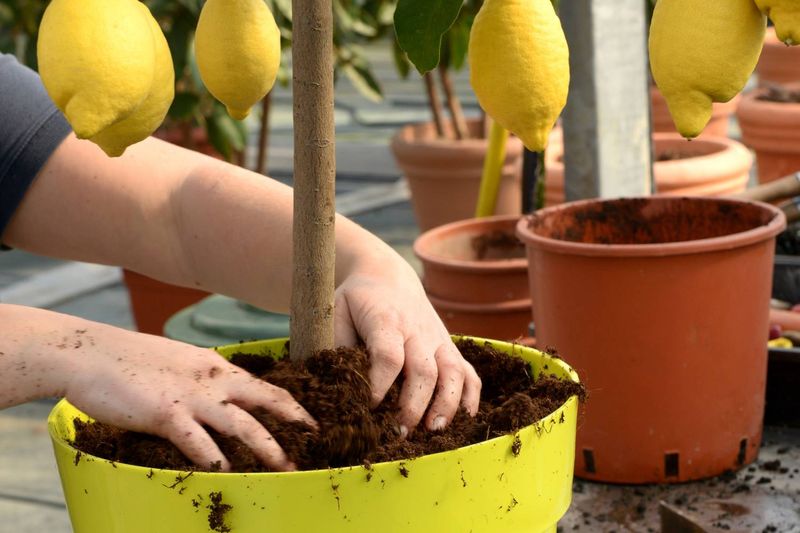 Fertilizing Citrus The Right Way Before Winter Cold