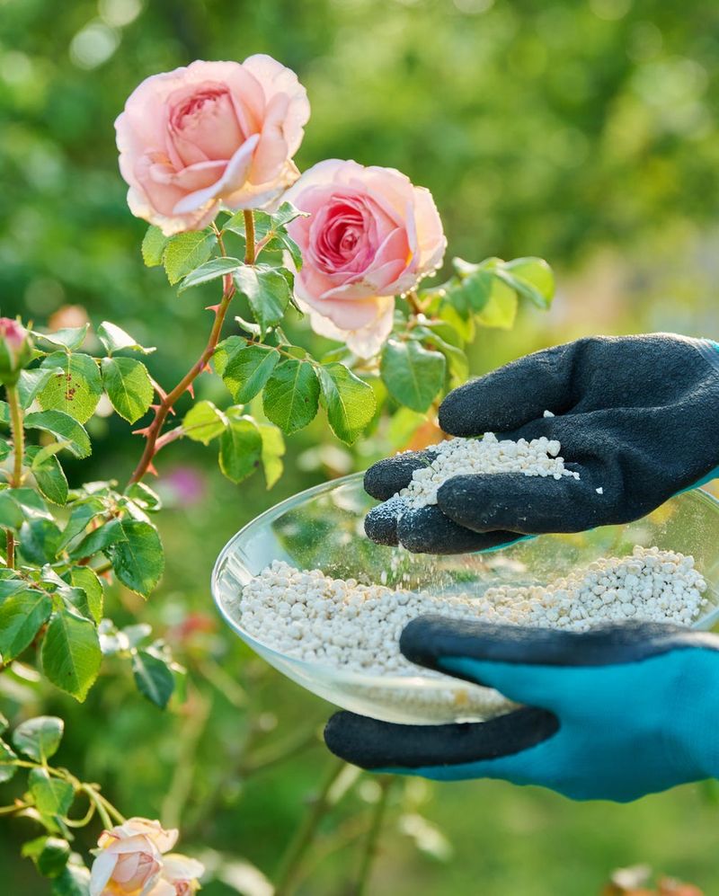 Fertilizing Lightly Helps Fuel New Growth Fertilizing Lightly Helps Fuel New Growth