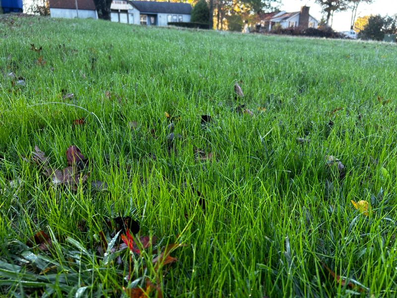 Fescue And Ryegrass Establish Well Right Now