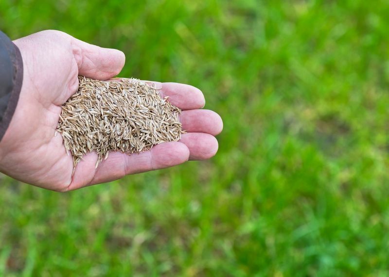 Fescue Can Handle Fall Overseeding; Bermuda Usually Doesn't Need It Fescue Can Handle Fall Overseeding; Bermuda Usually Doesn't Need It