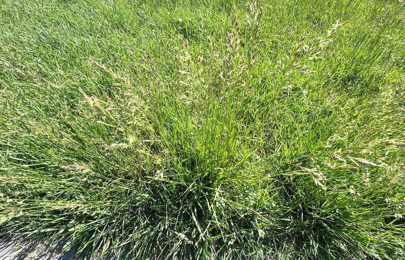 Fescue Needs Time To Establish Roots Fescue Needs Time To Establish Roots