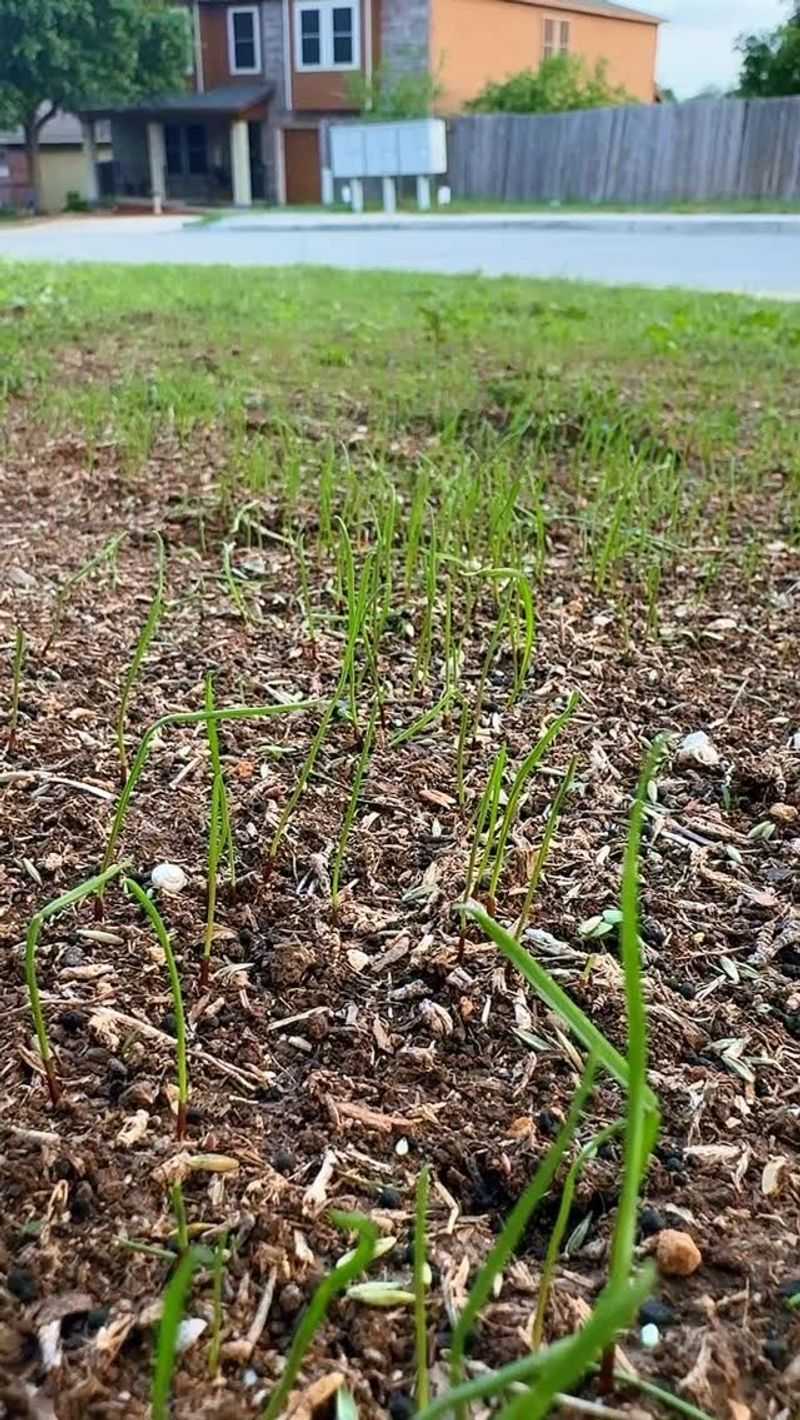 Fescue Seed Needs Consistent Moisture To Germinate