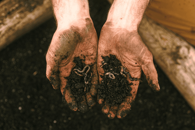 Few Earthworms Means Poor Soil Health