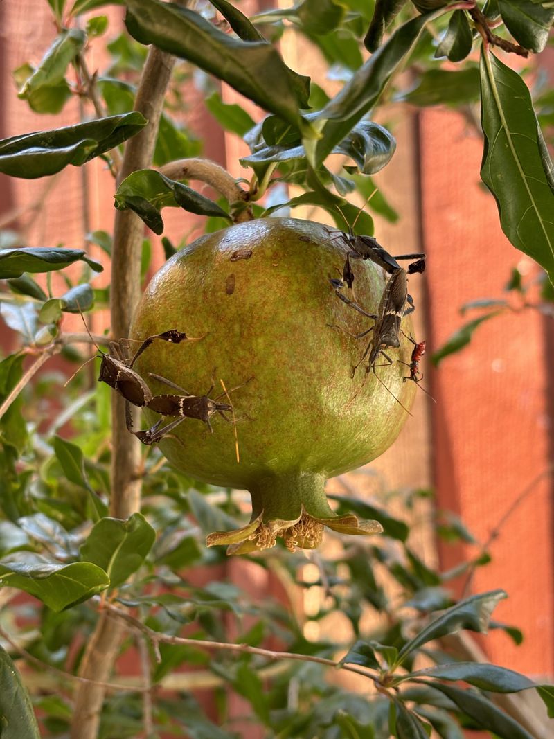 Few Pests Bother This Tough Tree Few Pests Bother This Tough Tree