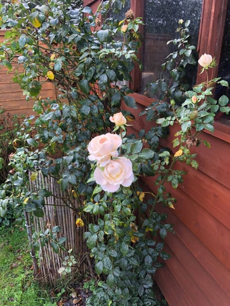 Fewer Blooms Come Next Summer Fewer Blooms Come Next Summer