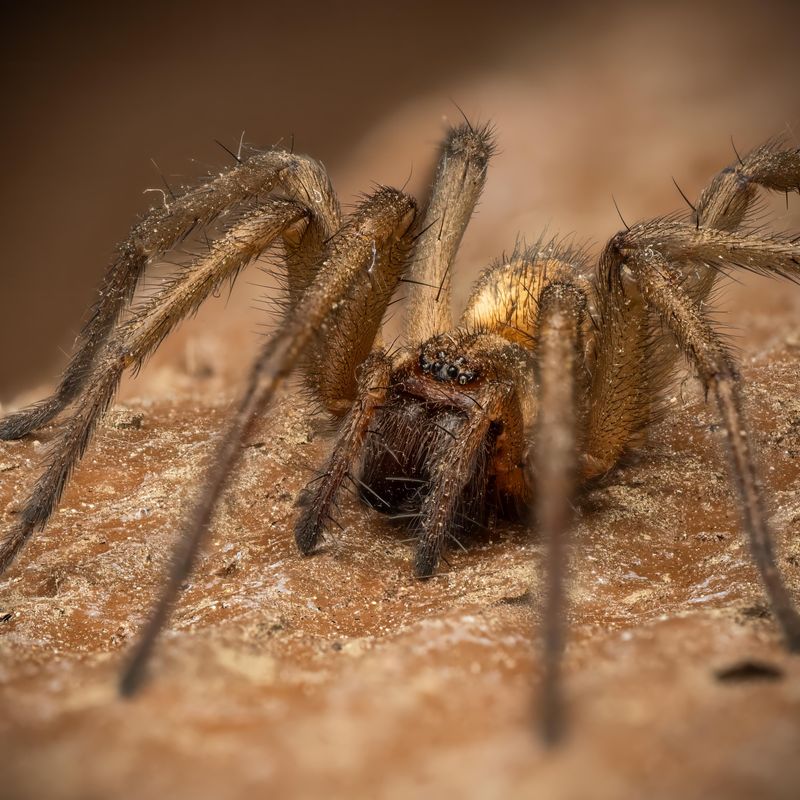 Fewer Eight-Legged Roommates By Next Autumn