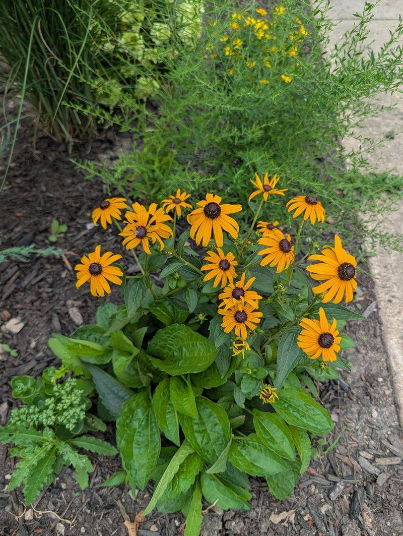 Fewer Fall Flowers Mean Less Nectar For Monarchs