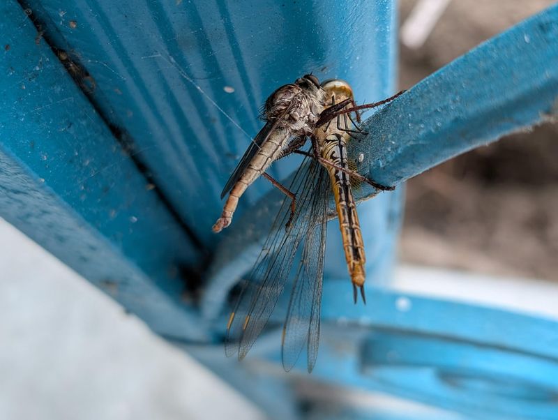Fewer Flying Insects Means Less Food Fewer Flying Insects Means Less Food