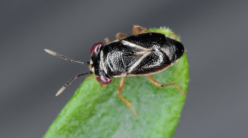 Fewer Fungicides So Natural Predators Can Work Fewer Fungicides So Natural Predators Can Work