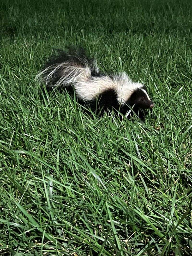 Fewer Grassy Areas Can Mean Fewer Grub Hotspots