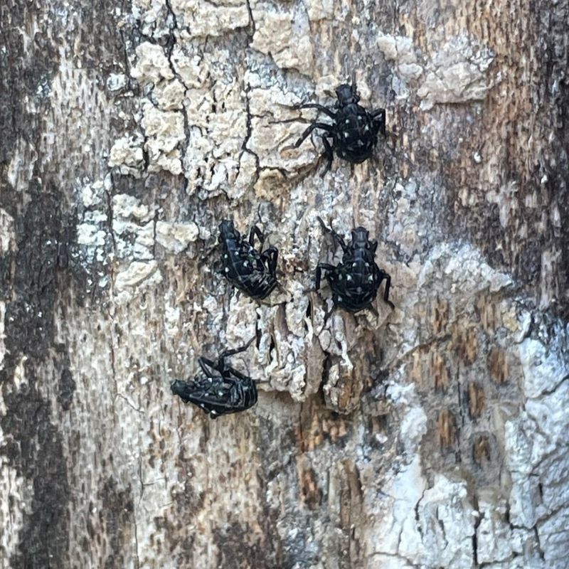 Fewer Hungry Hoppers By Next Spring Fewer Hungry Hoppers By Next Spring