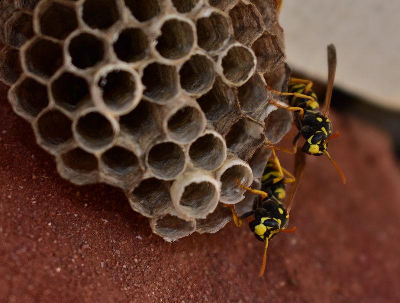 Fewer Larvae Mean Less Colony Discipline Fewer Larvae Mean Less Colony Discipline