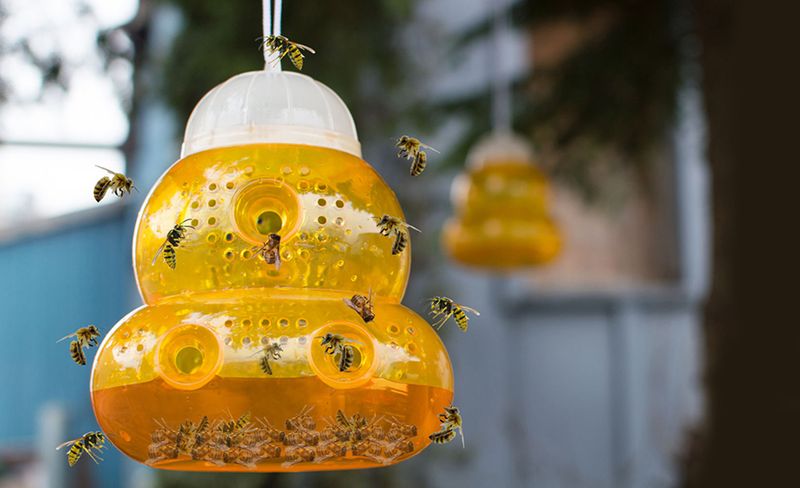 Fewer Larvae Means Workers Start Chasing Sweet Foods
