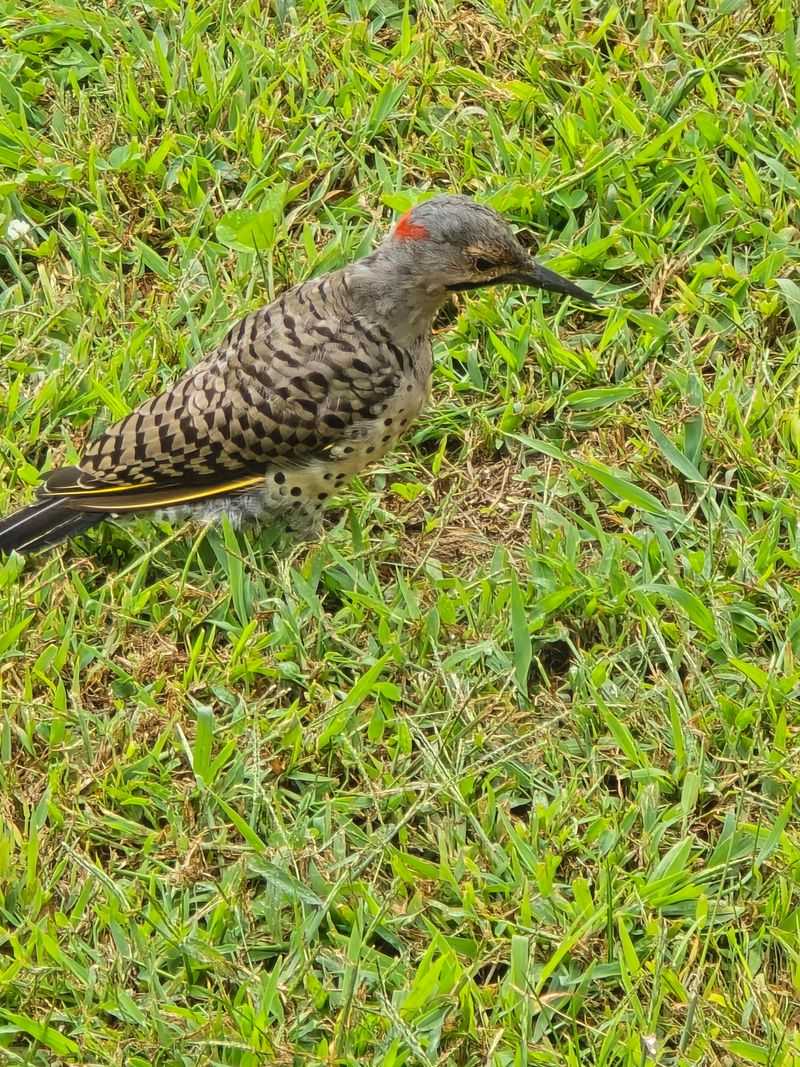 Fewer Lawn Chemicals Mean More Food For Them