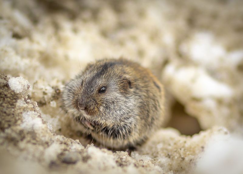 Fewer Mice And Voles In The Garden Fewer Mice And Voles In The Garden
