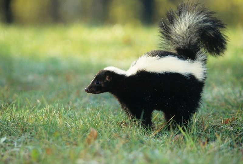 Fewer Natural Predators Around Fewer Natural Predators Around
