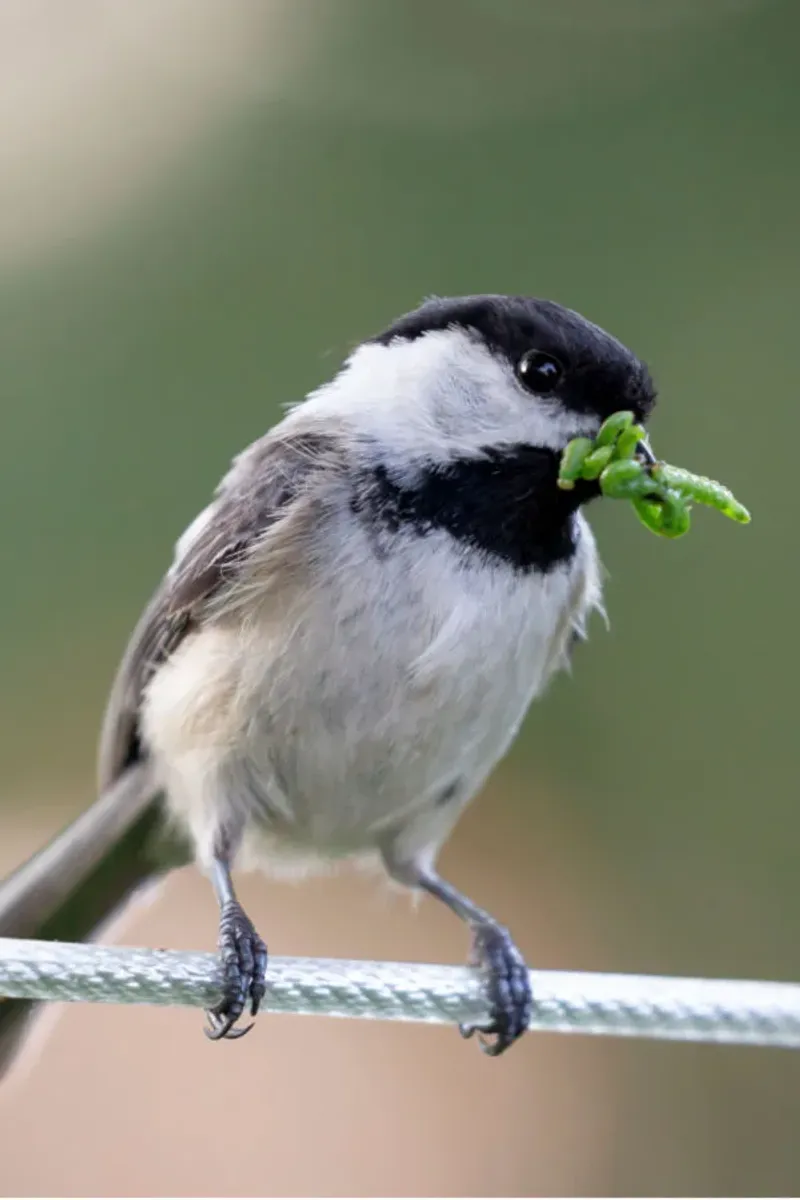 Fewer Pesticide Sprays Leave More Insects For Hungry Birds Fewer Pesticide Sprays Leave More Insects For Hungry Birds