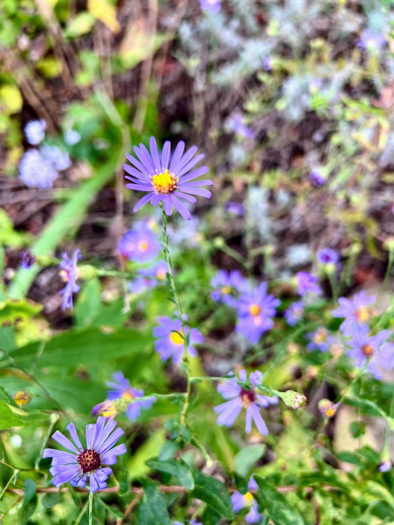 Fewer Plants Thrown Out Each November