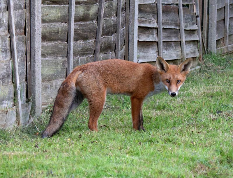 Fewer Predators Are Patrolling Suburban Blocks Fewer Predators Are Patrolling Suburban Blocks