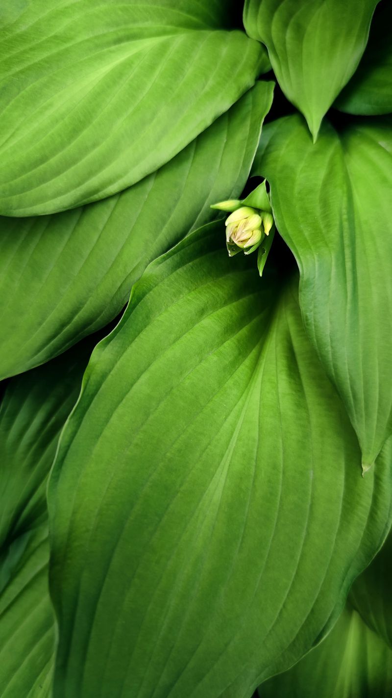 Fewer Slugs Mean Fuller Leaves By May