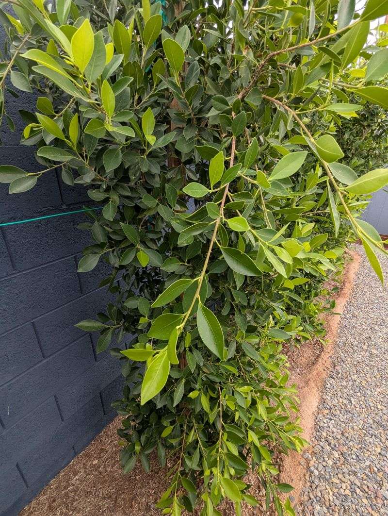 Ficus Hedge