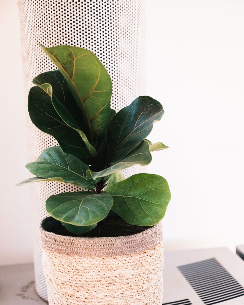 Fiddle Leaf Fig Fiddle Leaf Fig