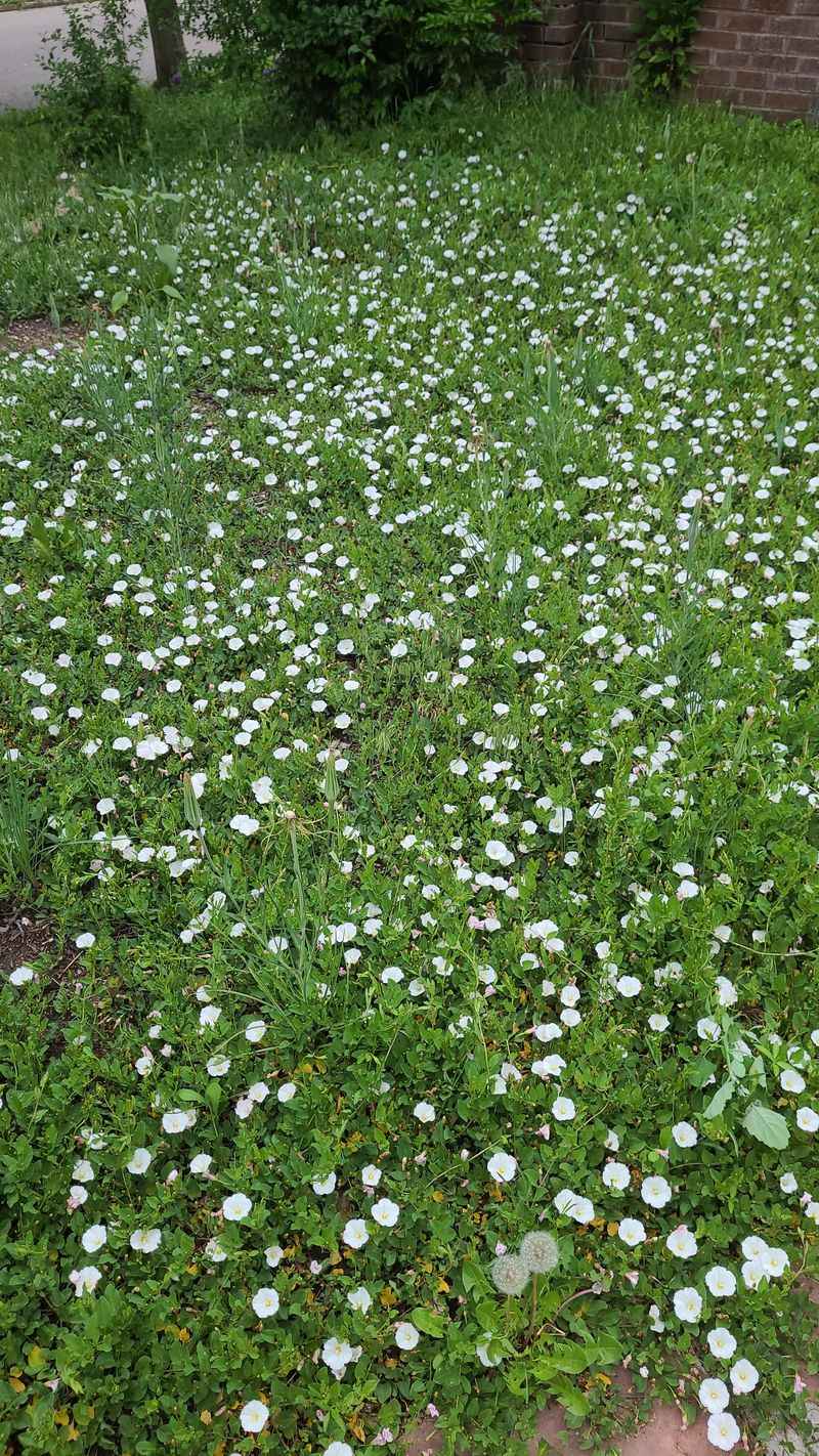 Field Bindweed Behind The Sudden Takeover