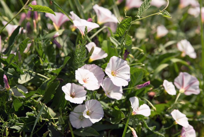 Field Bindweed Is Easier To Dig After Soil Softens Field Bindweed Is Easier To Dig After Soil Softens