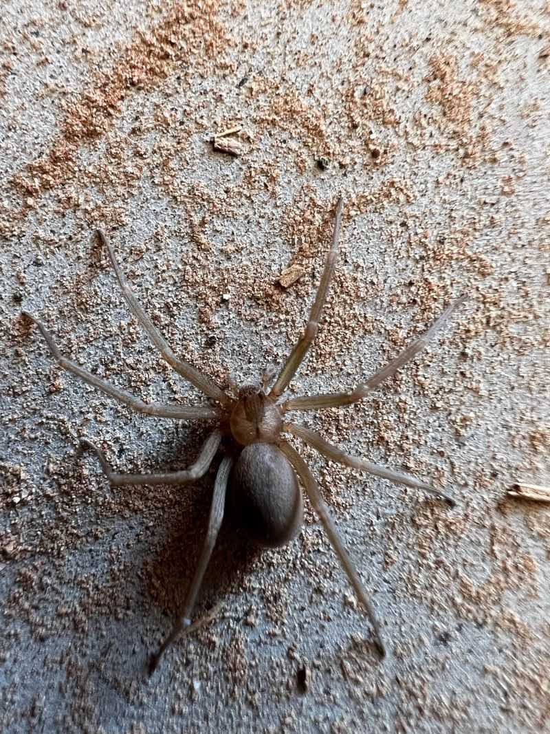 Field Marks That Separate Recluses From Look-Alikes