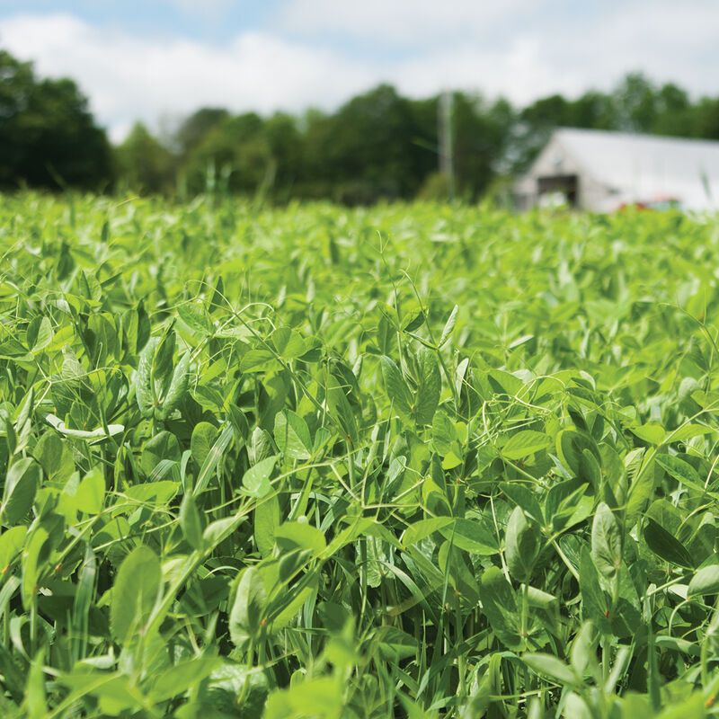 Field Peas Grow Through The Cooler Season