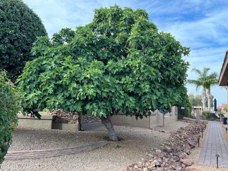Fig Fig