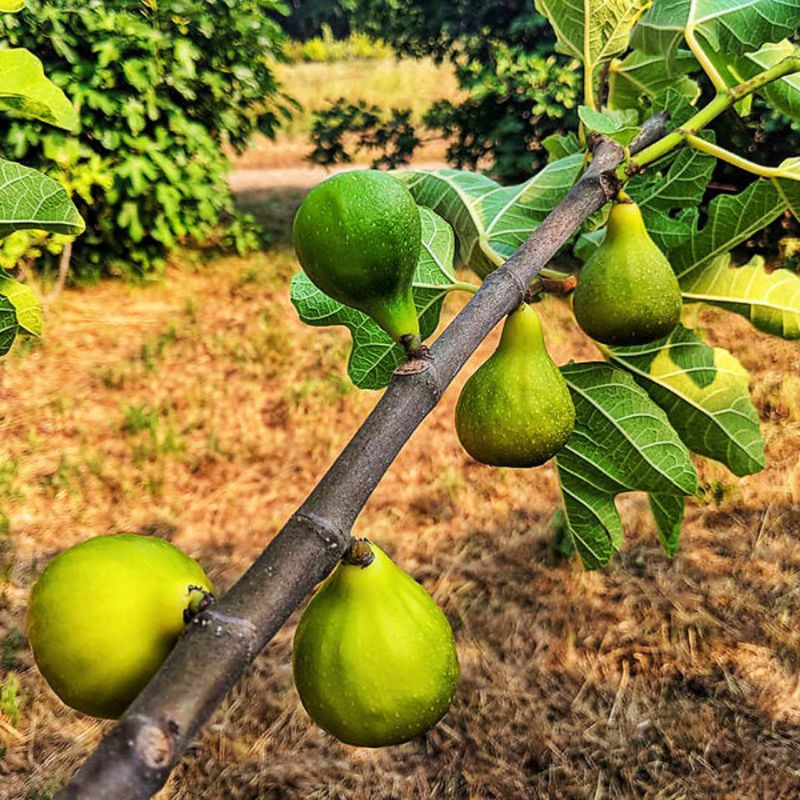 Fig (Ficus carica) Fig (Ficus carica)