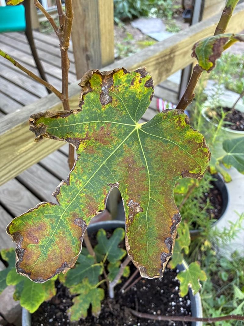 Fig Rust Is One Problem Worth Watching For Fig Rust Is One Problem Worth Watching For