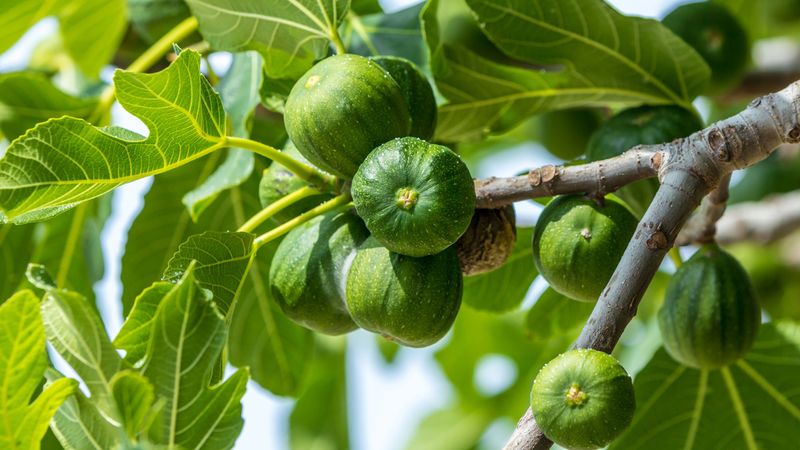 Fig Trees Usually Do Not Need A Late Nitrogen Push