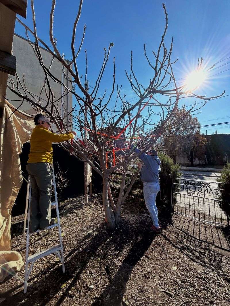 Fig Wood Can Be Damaged By Freezing Temperatures