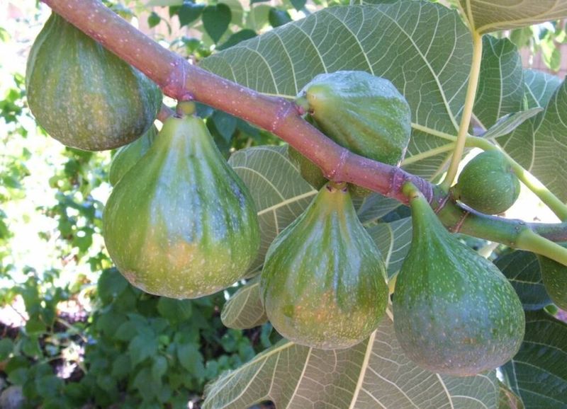 Fig