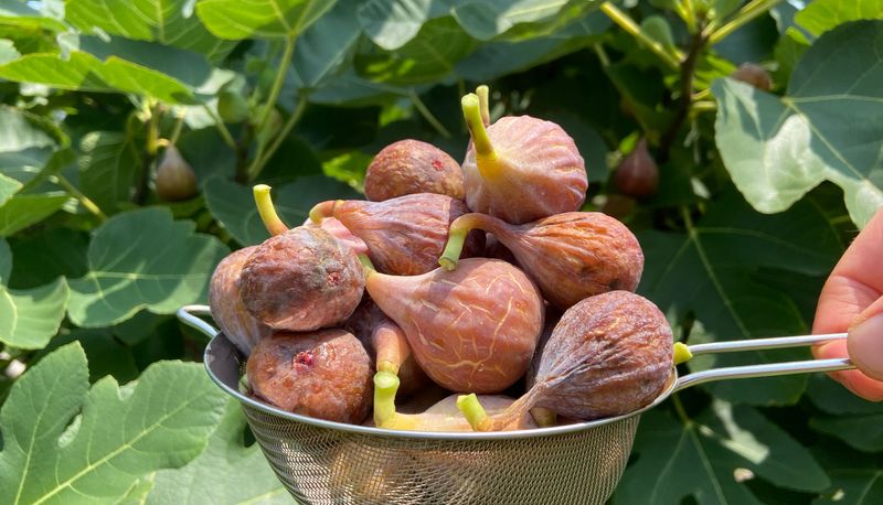 Figs