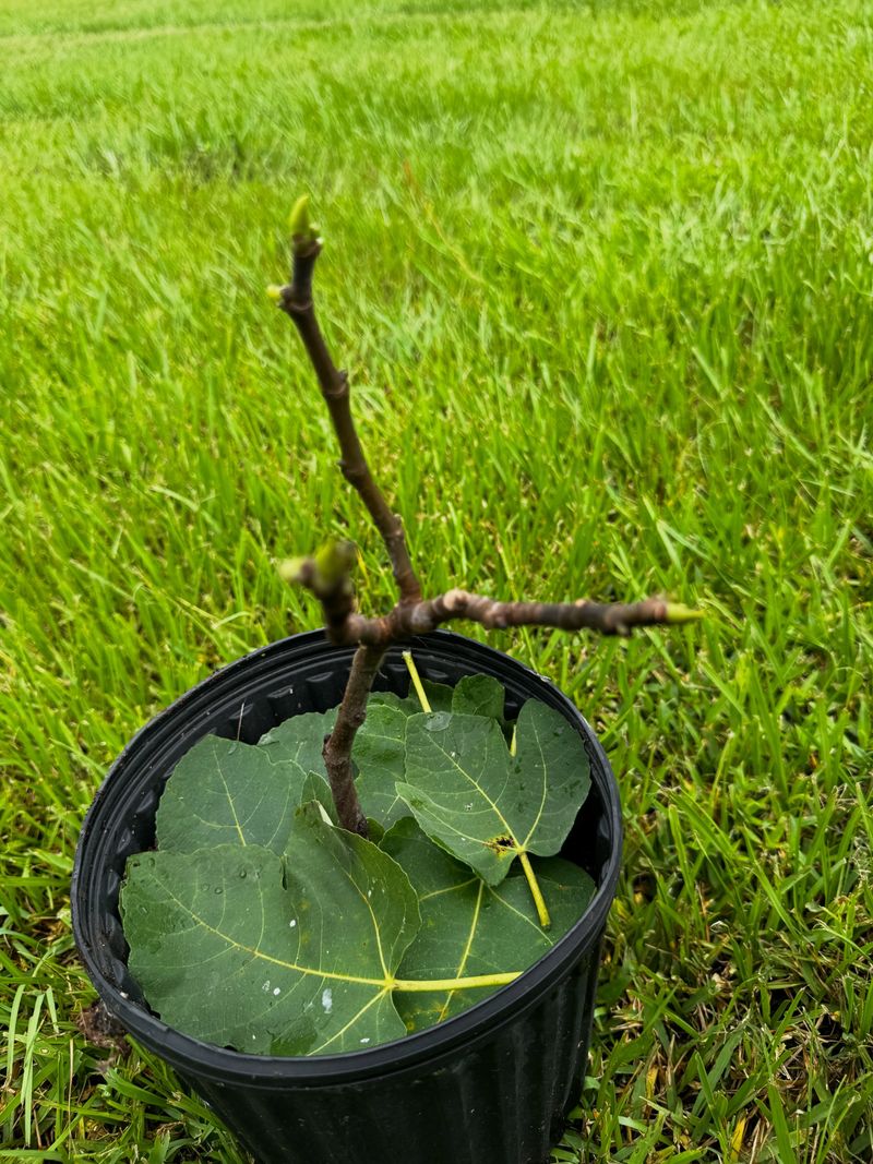 Figs Are Tougher Than They Look, But Not Winter Proof