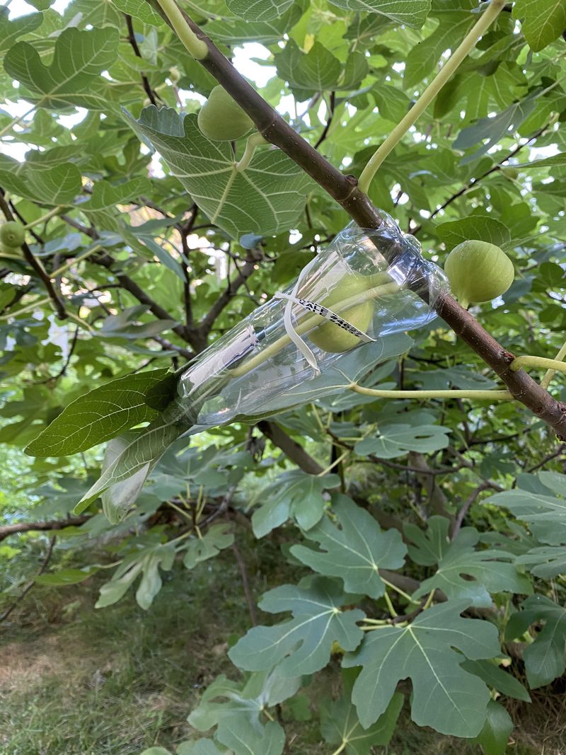 Figs Ripen Fast And Vanish Faster