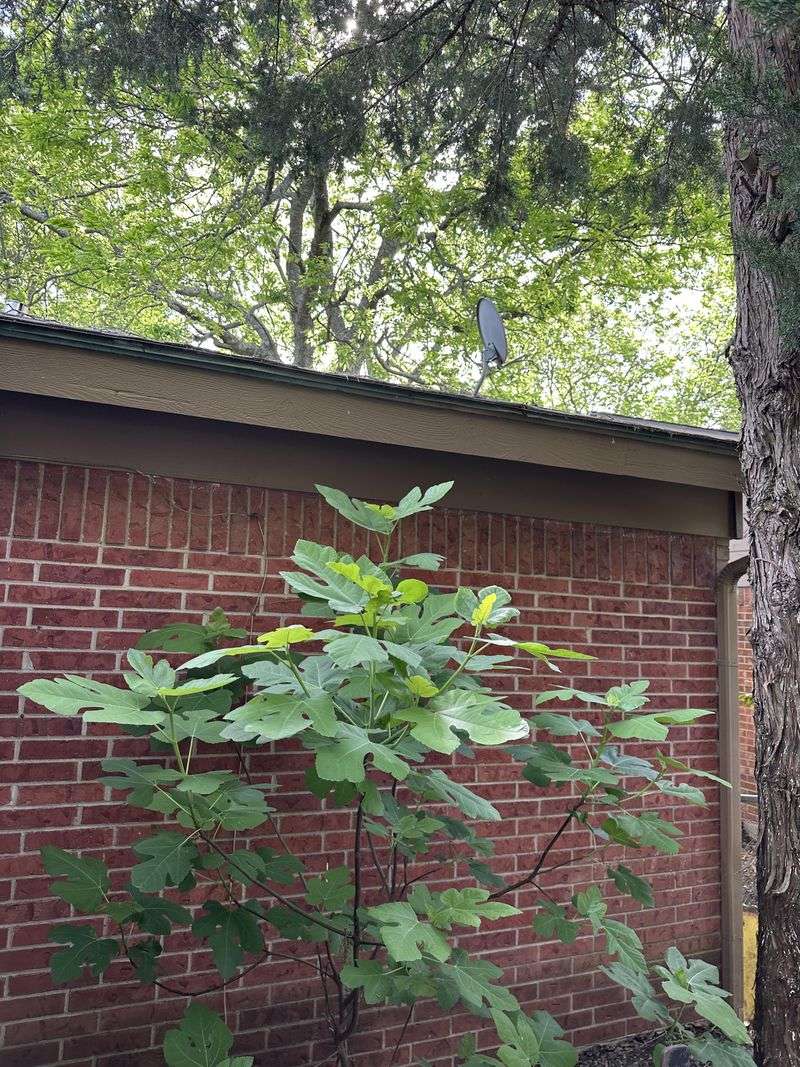 Figs Thrive Beside A Sheltered, Sunny Wall Figs Thrive Beside A Sheltered, Sunny Wall