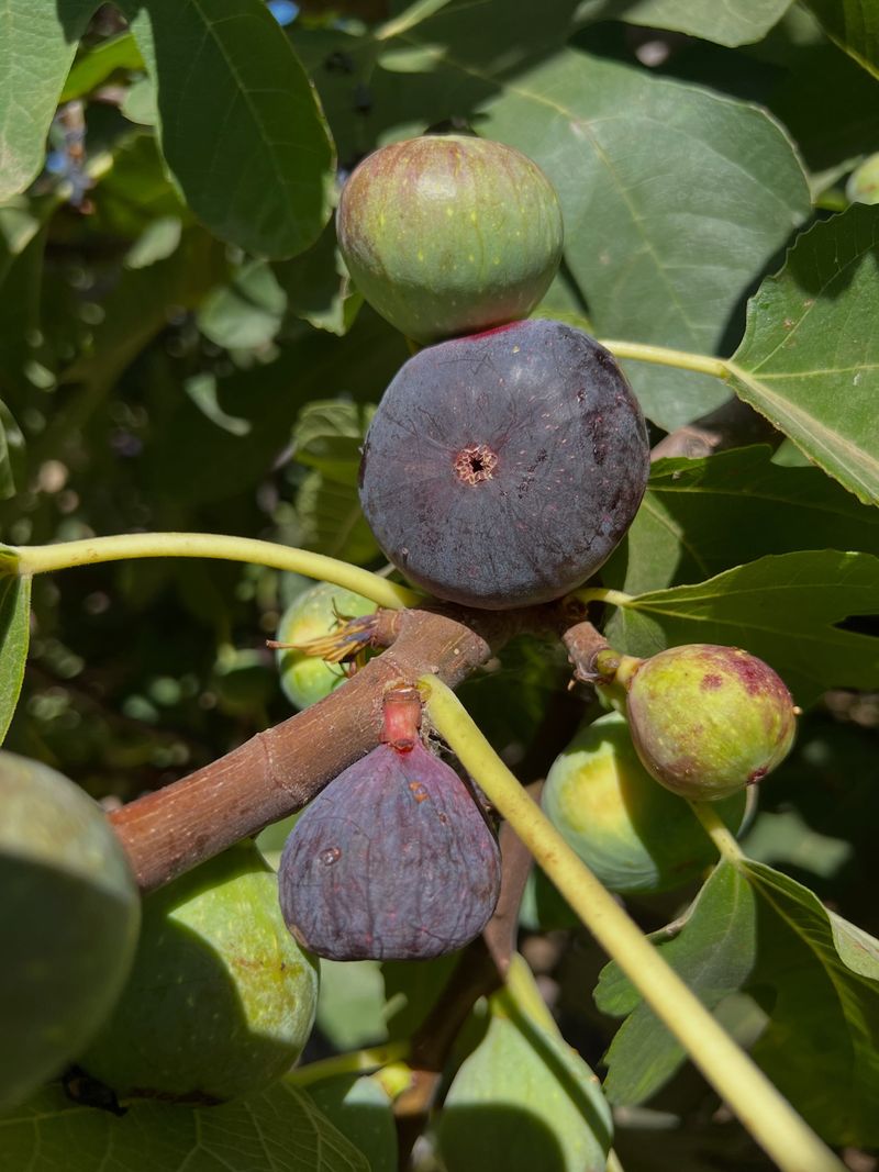 Figs