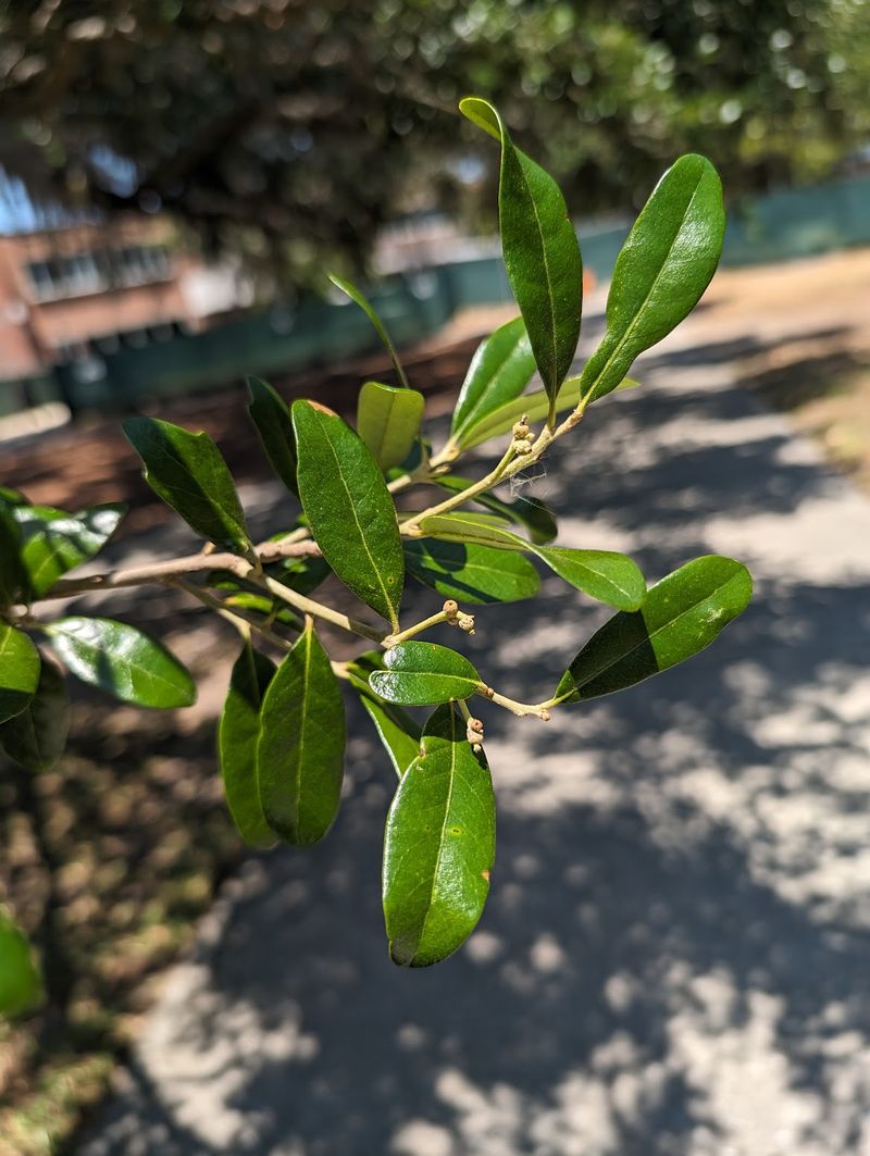 Figure Out Which Florida Oak Just Volunteered For Your Yard