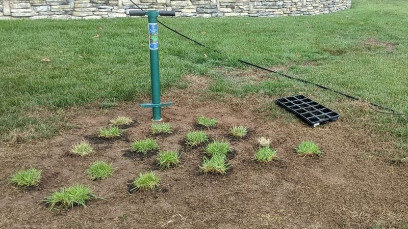 Fill Bare Patches With Plugs Or Sod After Green-Up Fill Bare Patches With Plugs Or Sod After Green-Up