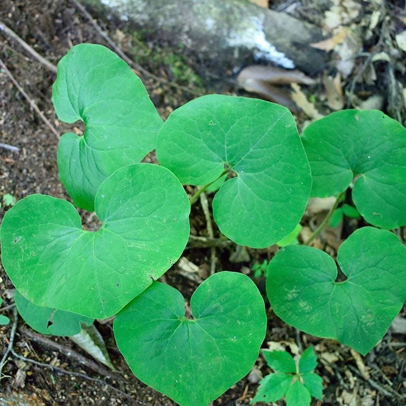 Fill Empty Shade With Heart-Shaped Leaves