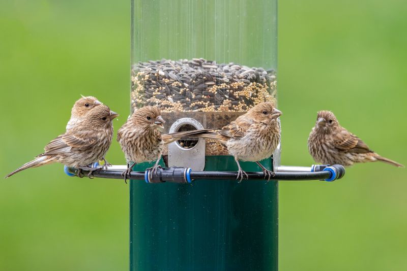 Fill Feeders With The Right Seeds For Local Birds