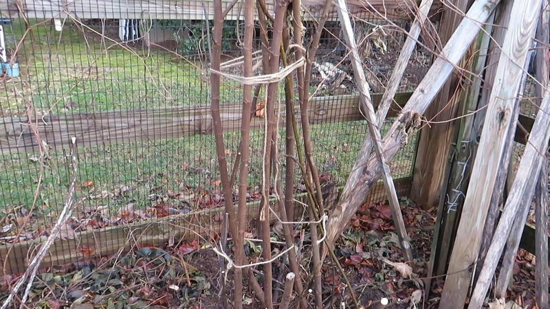 Fill The Cage With Dry Leaves Or Straw Fill The Cage With Dry Leaves Or Straw