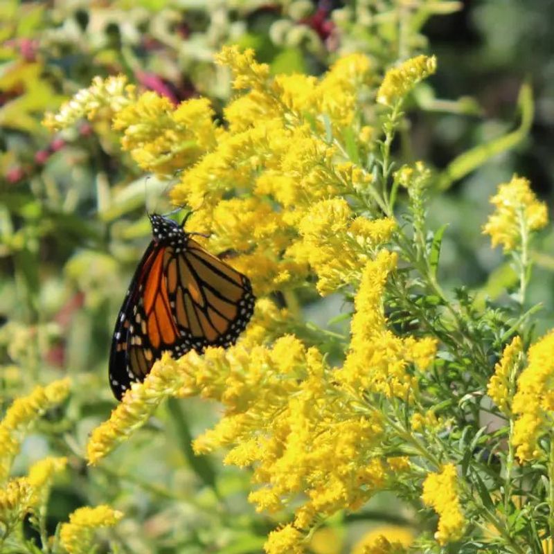 Fill Your Garden With Late-Blooming Nectar Flowers