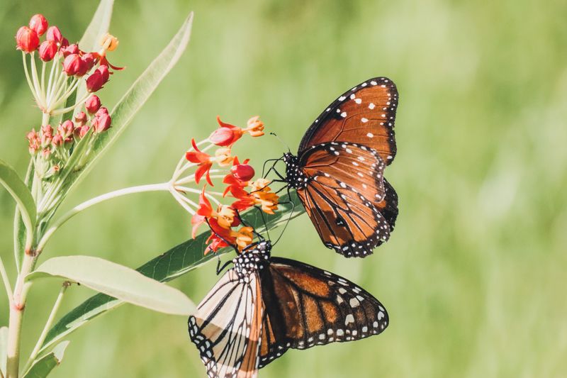 Filling The Empty Space With Plants Monarchs Can Trust
